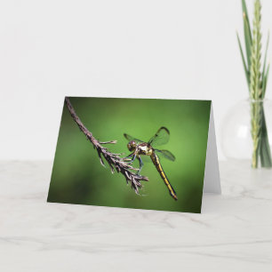 Dragonfly, carte
