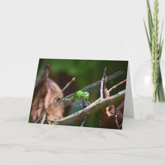 Dragonfly, carte (Devant)