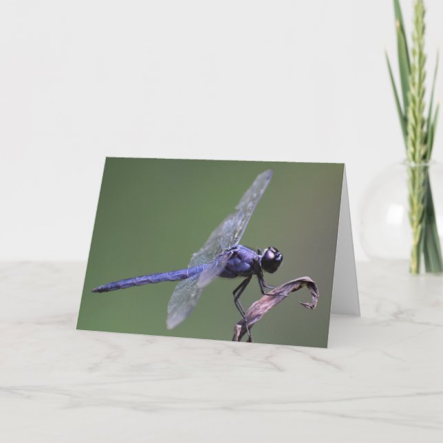 Dragonfly, carte (Devant)