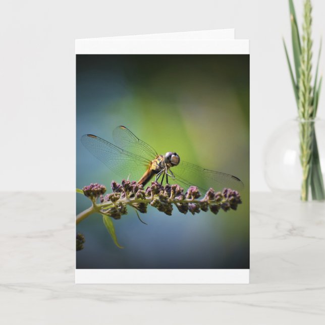 Dragonfly, carte (Devant)