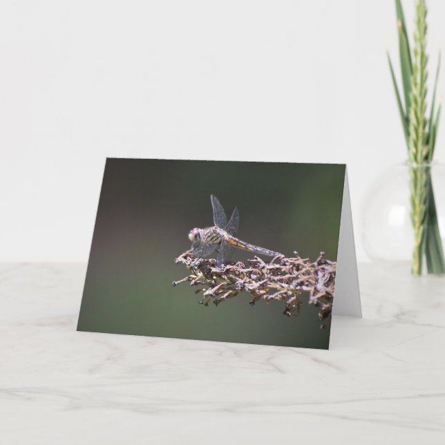 Dragonfly, carte (Devant)