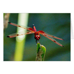 Dragonfly frontale rouge et noire