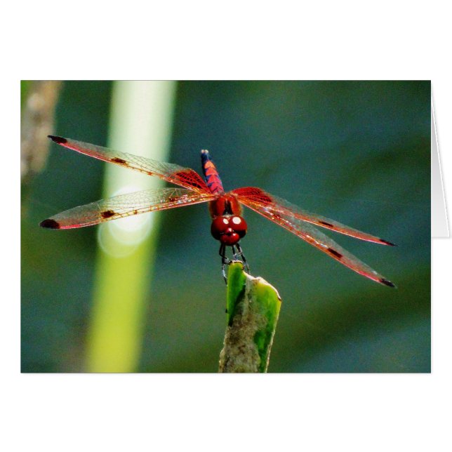 Dragonfly frontale rouge et noire (Devant horizontal)