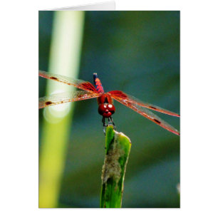 Dragonfly frontale rouge et noire