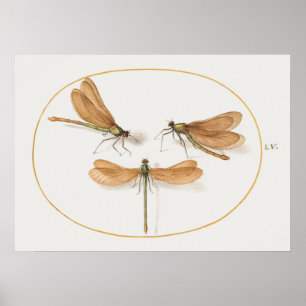 Dragonfly Illustration Poster