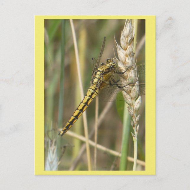 Dragonfly jaune gros do-it-yourself carte postale (Devant)