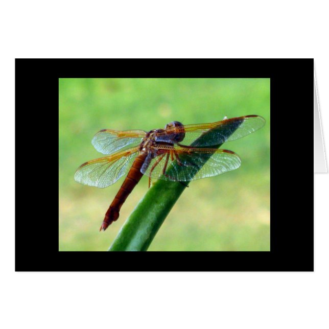 Dragonfly on Aloe Grey Card (Devant horizontal)