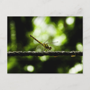 Dragonfly on green - Cartes postales