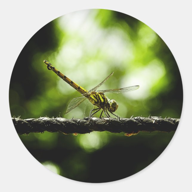 Dragonfly on green - Stickers Art (Devant)
