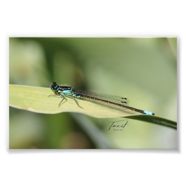 Dragonfly on the Leaf Photo Print (Devant)