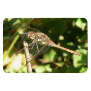 Dragonfly on the Twig Flexi Magnet