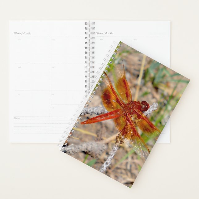Dragonfly Orange du gestionnaire Sm (Devant avec enveloppe)