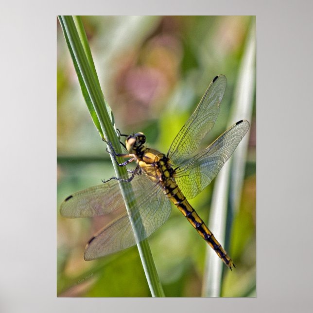 Dragonfly Poster (Devant)