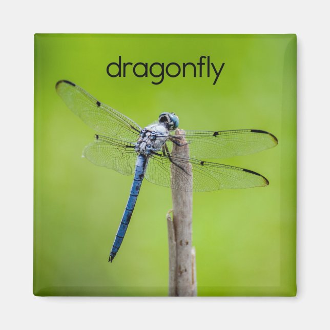 Dragonfly Refrigerator Magnet (Devant)