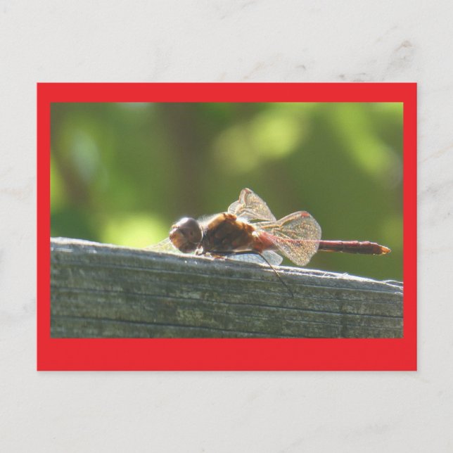 Dragonfly rouge dans la carte postale do-it-yourse (Devant)