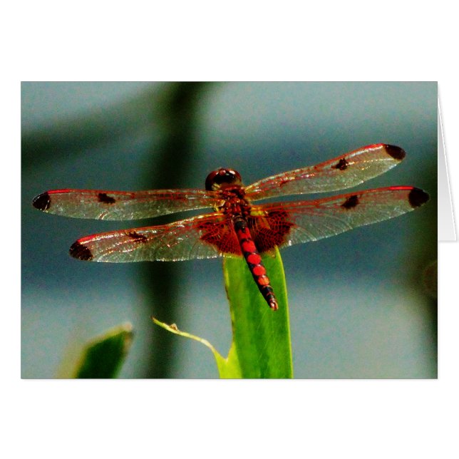 Dragonfly rouge et noire tachetée (Devant horizontal)