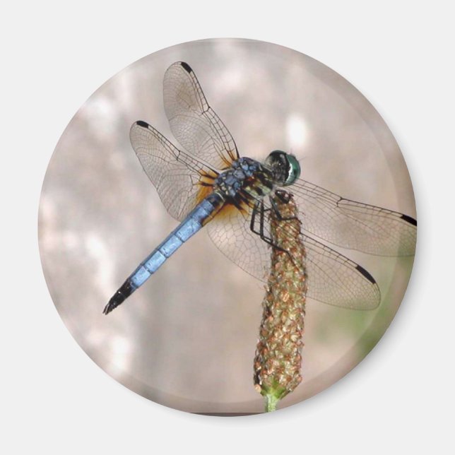 Dragonfly /Round Magnet (Devant)