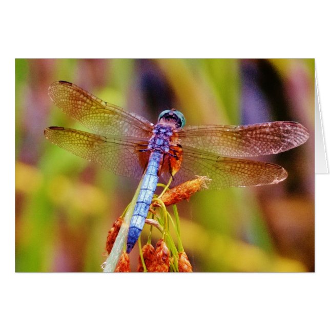 Dragonfly turquoise sur le carex (Devant horizontal)