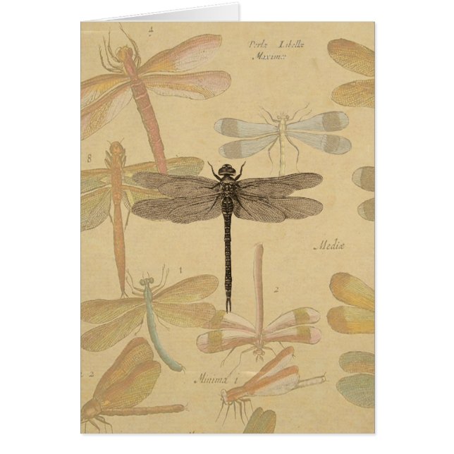 Dragonfly Vintage dessin classique (Devant)