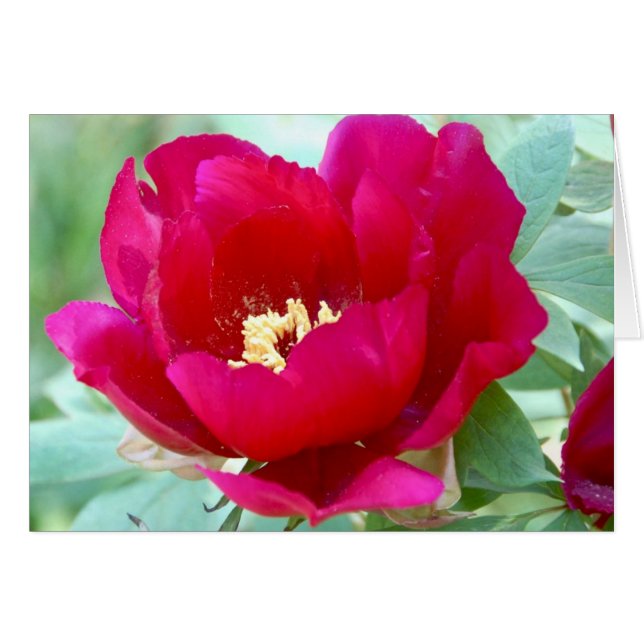 Dragons, TIgers et pivoines II (Devant horizontal)