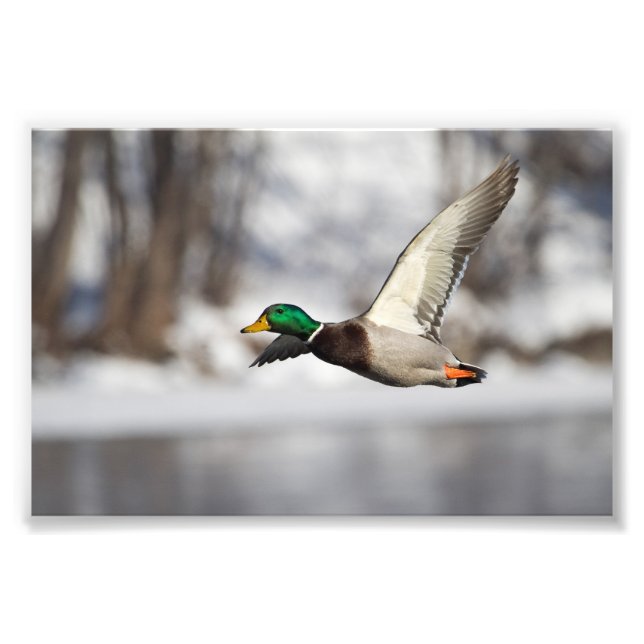 Drake mallard duck en vol : Photo Imprimer (Devant)