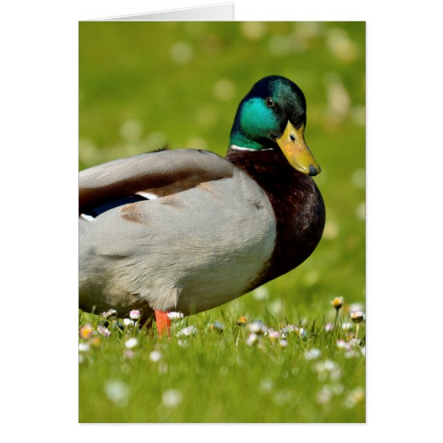 Drake mallard sur l'herbe (Devant)
