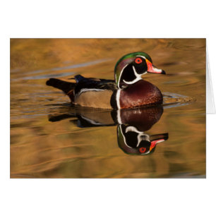 Drake Wood Canard sur Golden Lake