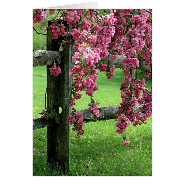 Drapage Dogwood Carte de voeux d'anniversaire (Devant)
