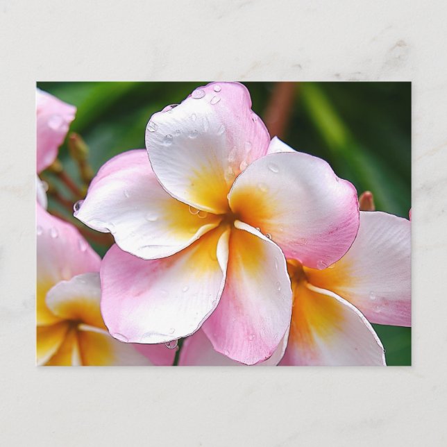 Dream Palette: franjipani flower Carte postale (Devant)