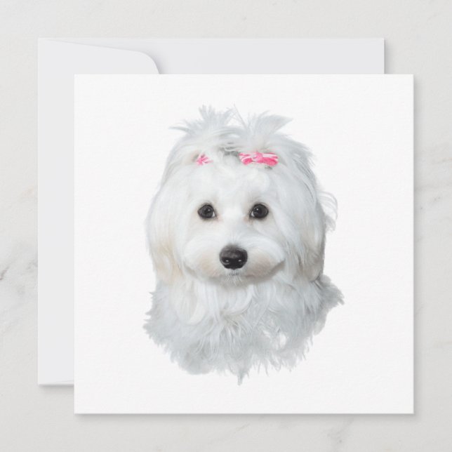 Dreamy Maltese Delicious Pup (Devant)