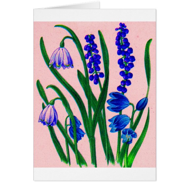 drêches à neige et scilla (Devant)