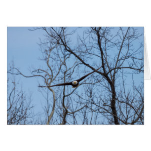 Droite Sur Aigle