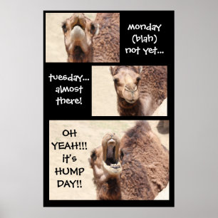 Drôle Camel Hump Day COMPTDOWN Poster (24x36)