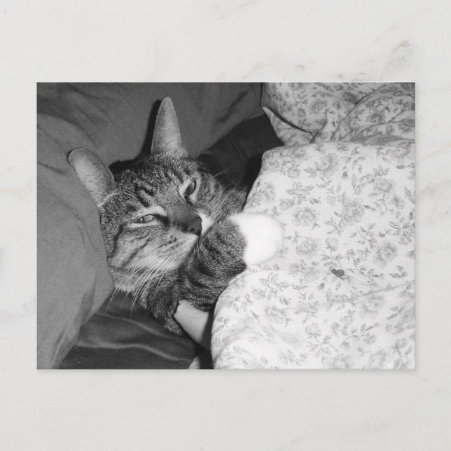 Drôle Chat couché dans la carte postale du lit (Devant)