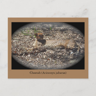 Drôle Chat sauvage, Cheetah, Carte postale animale