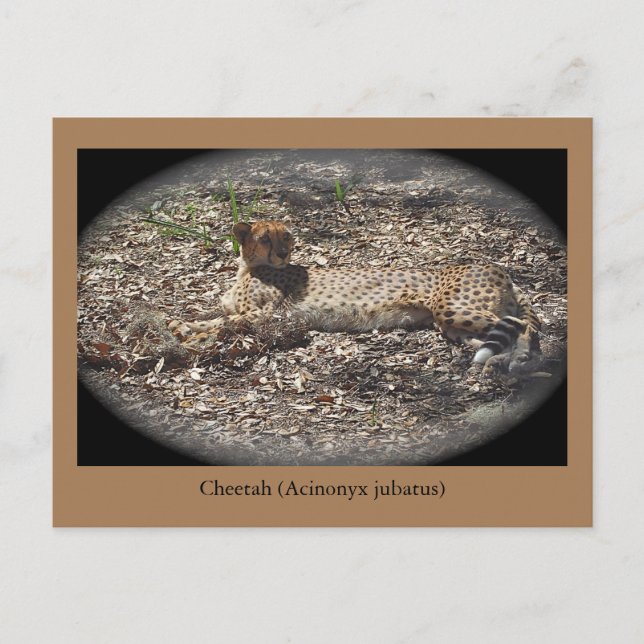 Drôle Chat sauvage, Cheetah, Carte postale animale (Devant)