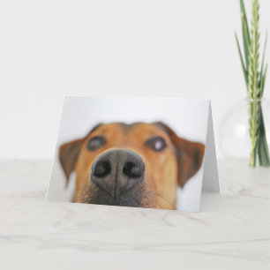 Drôle Chien Nez Gros plan Carte Anniversaire