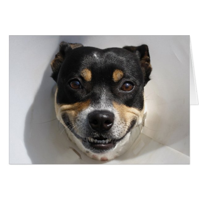 Drôle chien souriant (Devant horizontal)