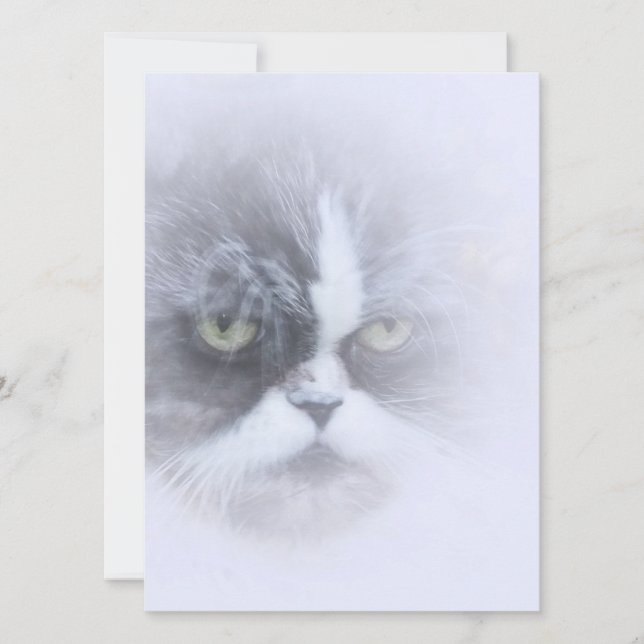 drôle de chat perse avec de grands yeux (Devant)