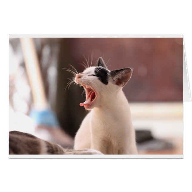 Drôle Jeu de chat (Devant horizontal)