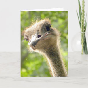 Drôle Joyeux Anniversaire Carte l Ostrich Photogra