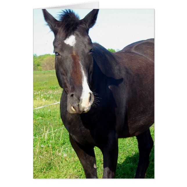 Drôle Mare (Devant)