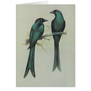 Drongo orné de paillettes - hottentottus de