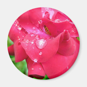 Droplets sur le aimant de réfrigérateur des pétale