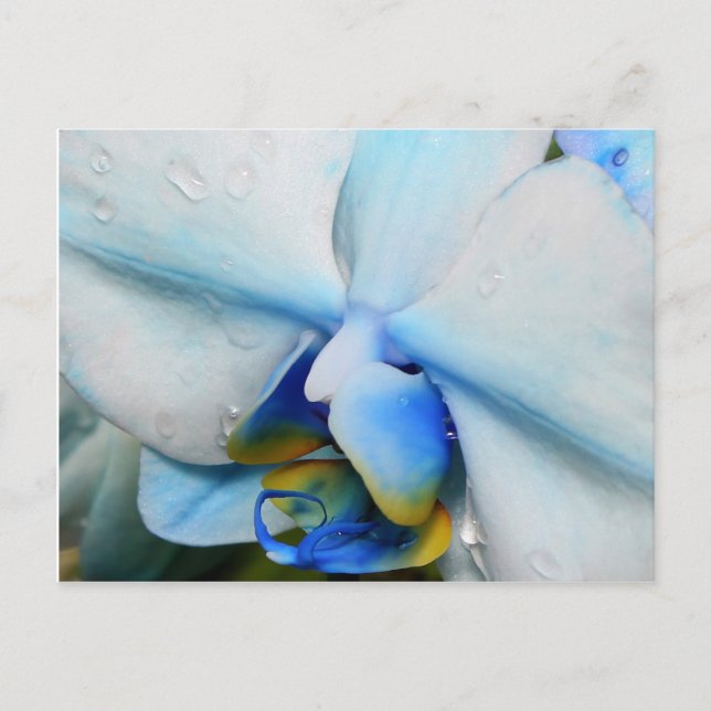 Drops sur Blue Orchid - carte postale (Devant)