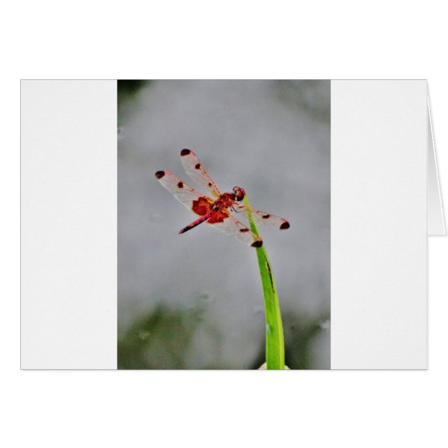 DSC00029.JPG (Devant horizontal)