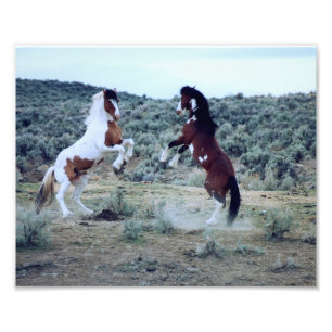 Dualing Wild Mustangs - Horse Battle Photographie