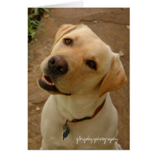 duc, glorydaysphotography