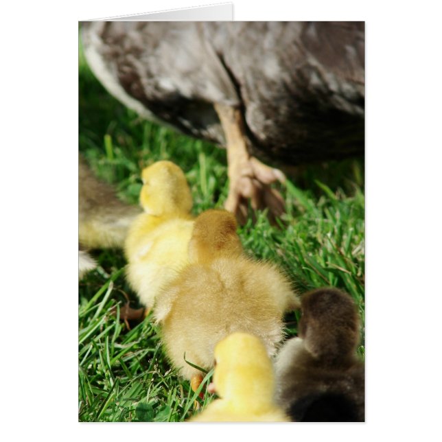 Duck Parade (Devant)