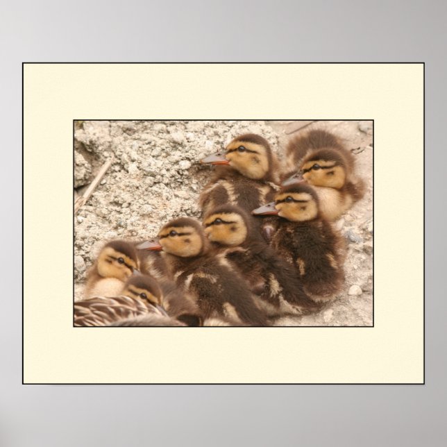 Ducklings Poster (Devant)